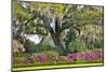 USA, North Carolina, Charleston., moss-covered tree and Azaleas-Hollice Looney-Mounted Photographic Print