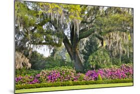 USA, North Carolina, Charleston., moss-covered tree and Azaleas-Hollice Looney-Mounted Photographic Print