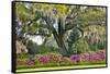 USA, North Carolina, Charleston., moss-covered tree and Azaleas-Hollice Looney-Framed Stretched Canvas