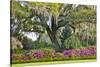 USA, North Carolina, Charleston., moss-covered tree and Azaleas-Hollice Looney-Stretched Canvas