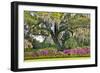 USA, North Carolina, Charleston., moss-covered tree and Azaleas-Hollice Looney-Framed Photographic Print