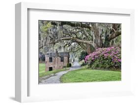 USA, North Carolina, Charleston., pathway through the plantation-Hollice Looney-Framed Photographic Print