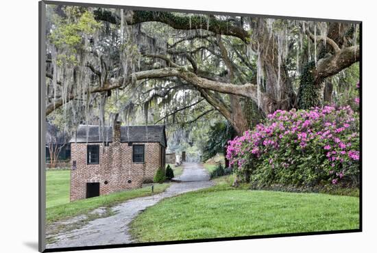 USA, North Carolina, Charleston., pathway through the plantation-Hollice Looney-Mounted Photographic Print