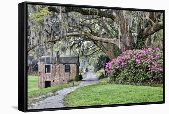 USA, North Carolina, Charleston., pathway through the plantation-Hollice Looney-Framed Stretched Canvas