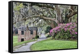 USA, North Carolina, Charleston., pathway through the plantation-Hollice Looney-Framed Stretched Canvas