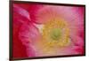 USA, North Carolina. Close Up of Poppy Interior-Jaynes Gallery-Framed Photographic Print