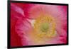 USA, North Carolina. Close Up of Poppy Interior-Jaynes Gallery-Framed Photographic Print