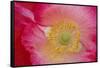 USA, North Carolina. Close Up of Poppy Interior-Jaynes Gallery-Framed Stretched Canvas