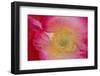 USA, North Carolina. Close Up of Poppy Interior-Jaynes Gallery-Framed Photographic Print