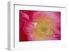 USA, North Carolina. Close Up of Poppy Interior-Jaynes Gallery-Framed Photographic Print