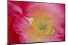 USA, North Carolina. Close Up of Poppy Interior-Jaynes Gallery-Mounted Photographic Print