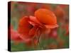 USA, North Carolina. Close Up of Poppy-Jaynes Gallery-Stretched Canvas