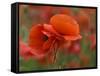 USA, North Carolina. Close Up of Poppy-Jaynes Gallery-Framed Stretched Canvas