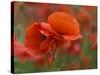 USA, North Carolina. Close Up of Poppy-Jaynes Gallery-Stretched Canvas