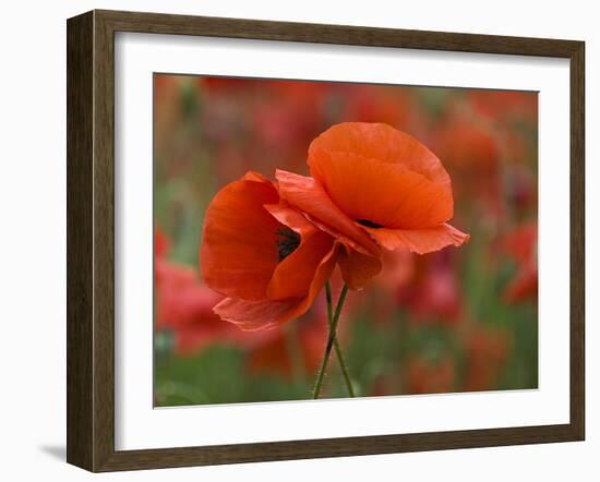 USA, North Carolina. Close Up of Poppy-Jaynes Gallery-Framed Premium Photographic Print