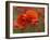 USA, North Carolina. Close Up of Poppy-Jaynes Gallery-Framed Premium Photographic Print