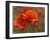 USA, North Carolina. Close Up of Poppy-Jaynes Gallery-Framed Premium Photographic Print