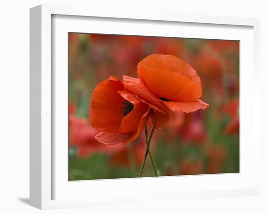 USA, North Carolina. Close Up of Poppy-Jaynes Gallery-Framed Premium Photographic Print