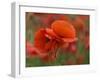 USA, North Carolina. Close Up of Poppy-Jaynes Gallery-Framed Premium Photographic Print