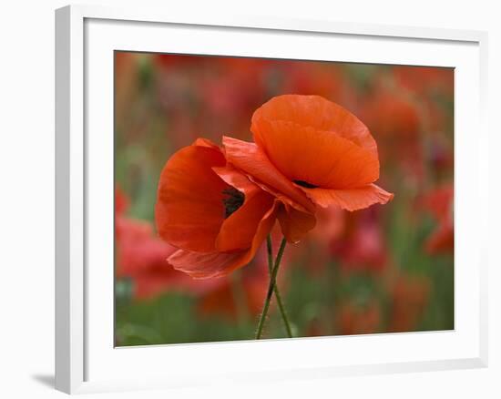 USA, North Carolina. Close Up of Poppy-Jaynes Gallery-Framed Photographic Print