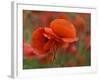 USA, North Carolina. Close Up of Poppy-Jaynes Gallery-Framed Photographic Print