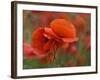 USA, North Carolina. Close Up of Poppy-Jaynes Gallery-Framed Photographic Print