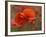 USA, North Carolina. Close Up of Poppy-Jaynes Gallery-Framed Photographic Print