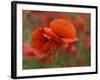 USA, North Carolina. Close Up of Poppy-Jaynes Gallery-Framed Photographic Print