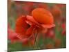 USA, North Carolina. Close Up of Poppy-Jaynes Gallery-Mounted Photographic Print