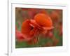 USA, North Carolina. Close Up of Poppy-Jaynes Gallery-Framed Photographic Print