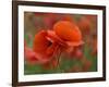 USA, North Carolina. Close Up of Poppy-Jaynes Gallery-Framed Photographic Print