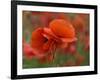 USA, North Carolina. Close Up of Poppy-Jaynes Gallery-Framed Photographic Print