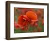 USA, North Carolina. Close Up of Poppy-Jaynes Gallery-Framed Photographic Print