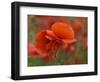 USA, North Carolina. Close Up of Poppy-Jaynes Gallery-Framed Photographic Print