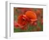 USA, North Carolina. Close Up of Poppy-Jaynes Gallery-Framed Photographic Print