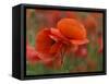 USA, North Carolina. Close Up of Poppy-Jaynes Gallery-Framed Stretched Canvas