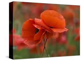 USA, North Carolina. Close Up of Poppy-Jaynes Gallery-Stretched Canvas