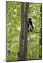 USA, North Carolina, Duke Lemur Center Coquerel's Sifaka. Captive.-Connie Bransilver-Mounted Photographic Print