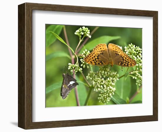 USA, North Carolina, Great Smoky Mountains. Butterflies on Flowers-Jaynes Gallery-Framed Photographic Print