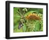 USA, North Carolina, Great Smoky Mountains. Butterflies on Flowers-Jaynes Gallery-Framed Photographic Print