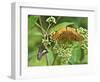 USA, North Carolina, Great Smoky Mountains. Butterflies on Flowers-Jaynes Gallery-Framed Photographic Print
