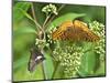 USA, North Carolina, Great Smoky Mountains. Butterflies on Flowers-Jaynes Gallery-Mounted Photographic Print