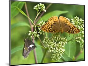 USA, North Carolina, Great Smoky Mountains. Butterflies on Flowers-Jaynes Gallery-Mounted Photographic Print