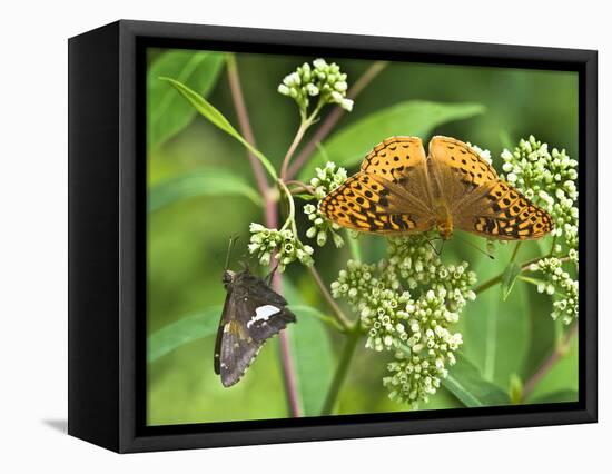 USA, North Carolina, Great Smoky Mountains. Butterflies on Flowers-Jaynes Gallery-Framed Stretched Canvas