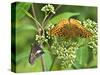 USA, North Carolina, Great Smoky Mountains. Butterflies on Flowers-Jaynes Gallery-Stretched Canvas