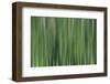 USA, North Carolina, Great Smoky Mountains. Forest blur.-Jaynes Gallery-Framed Photographic Print