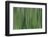 USA, North Carolina, Great Smoky Mountains. Forest blur.-Jaynes Gallery-Framed Photographic Print