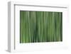 USA, North Carolina, Great Smoky Mountains. Forest blur.-Jaynes Gallery-Framed Photographic Print