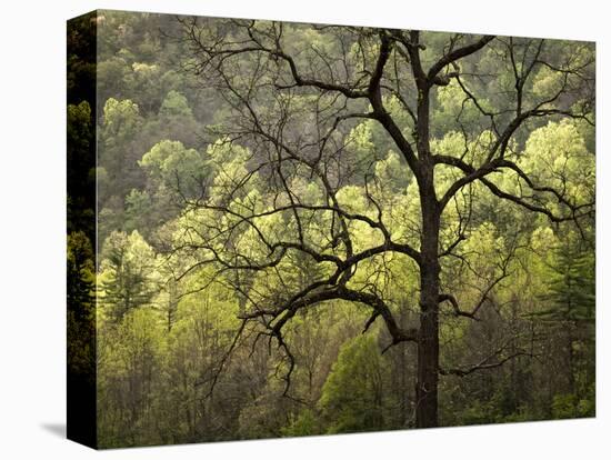 USA, North Carolina, Great Smoky Mountains National Park, Dawn's Early Light in Cataloochee Valley-Ann Collins-Stretched Canvas