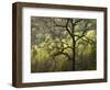 USA, North Carolina, Great Smoky Mountains National Park, Dawn's Early Light in Cataloochee Valley-Ann Collins-Framed Photographic Print